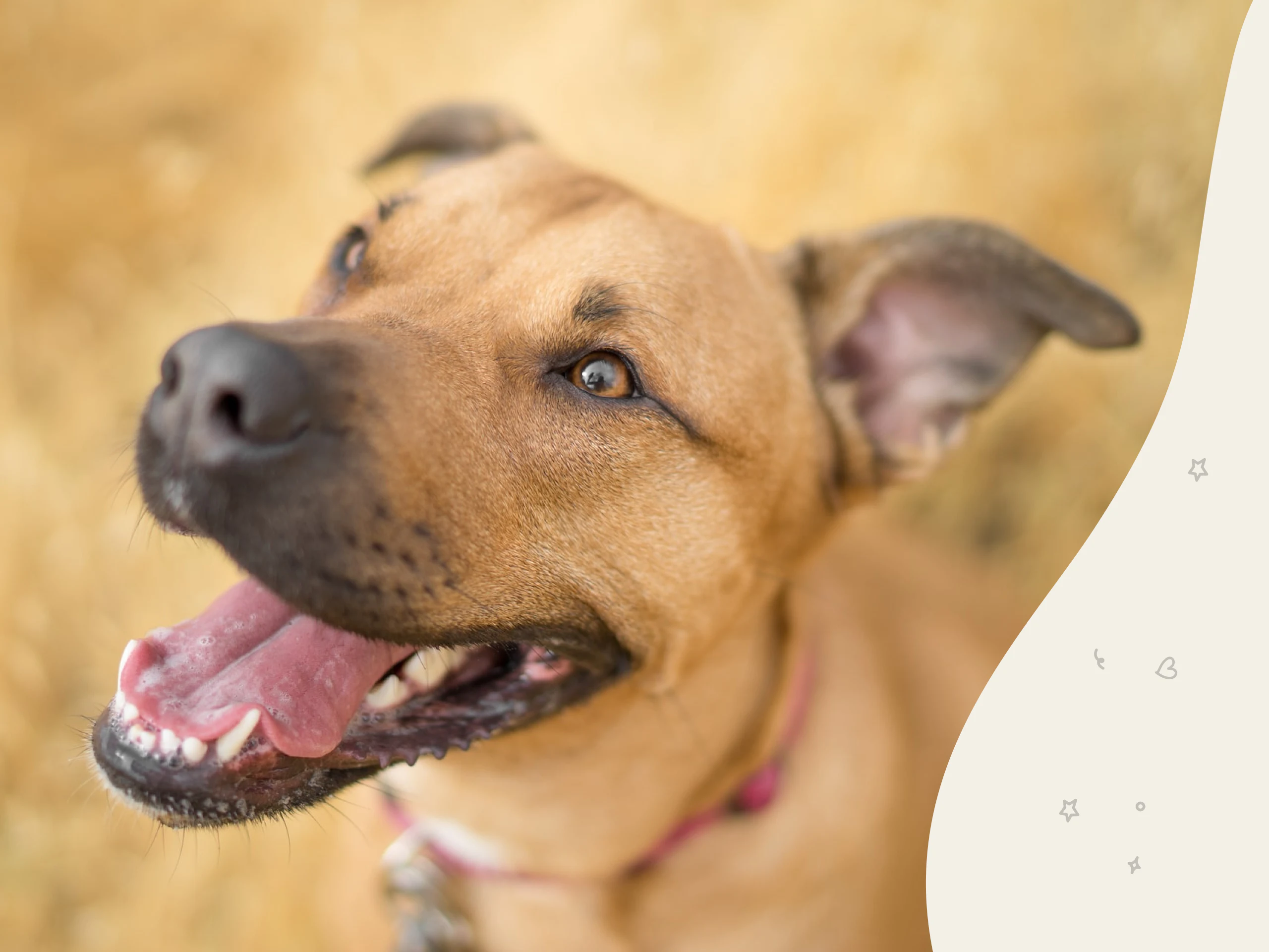 Mountain Cur dog breed profile